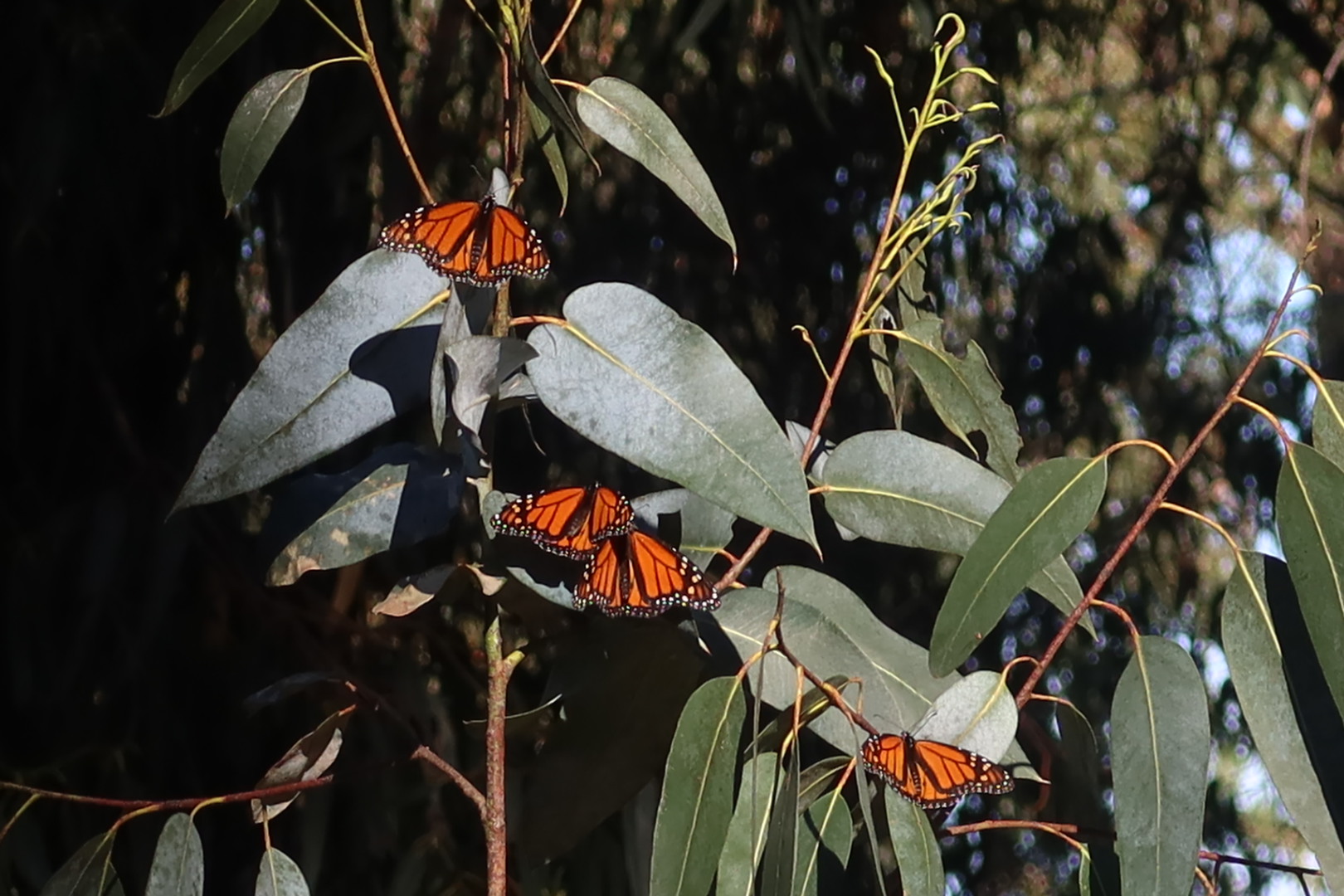 four monarch butterflies on eucalyptus tree leaves