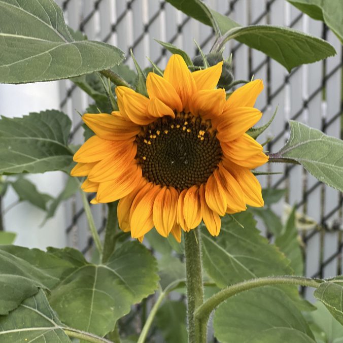 blooming sunflower in front of white fence